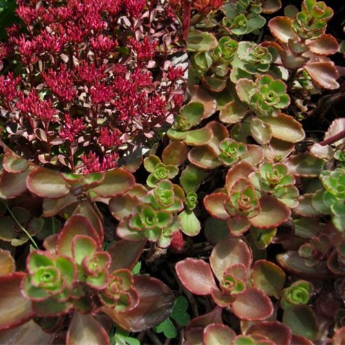 Sedum spurium 'Voodoo' - Roomav kukehari 'Voodoo' C1/1L